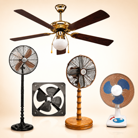 Fans
